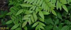 Osmunda japonica