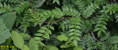 Zanthoxylum piperitum