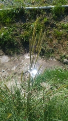 Poaceae