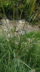 Poaceae
