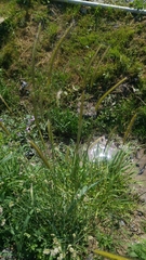 Poaceae