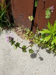 Lamium amplexicaule