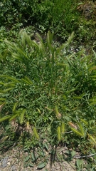 Poaceae