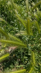 Poaceae