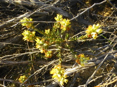 Phylica strigulosa