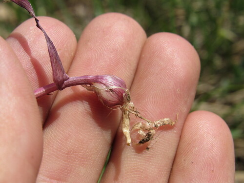 Image of Purple Onion Grass (Melica spectabilis) by (c) Anders Hastings, some rights reserved (CC BY)