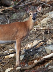 Odocoileus virginianus borealis