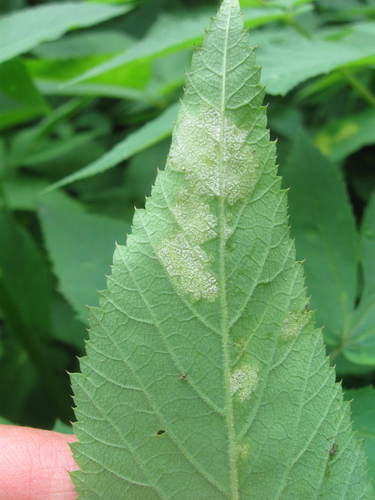Plasmopara nivea nuotrauka