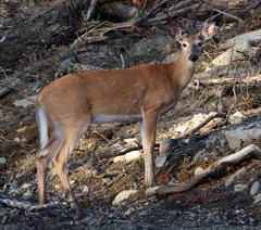 Odocoileus virginianus borealis
