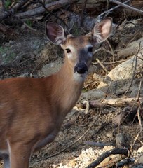 Odocoileus virginianus borealis
