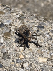 Temnorhinus mendicus