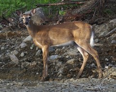 Odocoileus virginianus borealis