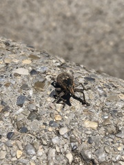 Temnorhinus mendicus