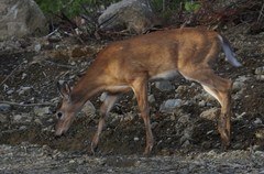 Odocoileus virginianus borealis