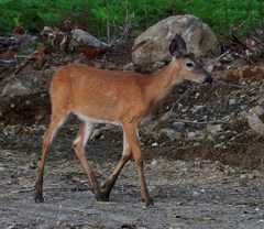 Odocoileus virginianus borealis