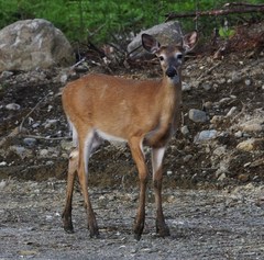 Odocoileus virginianus borealis