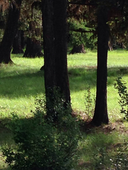 Sphyrapicus thyroideus