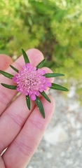 Lomelosia micrantha