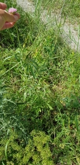 Lomelosia micrantha