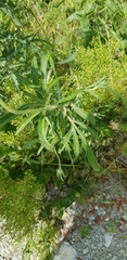 Lomelosia micrantha
