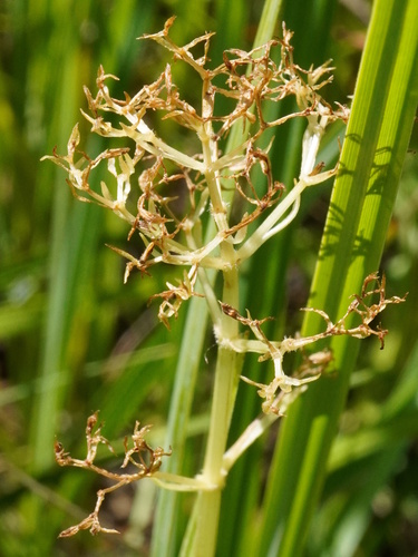 Marsh valerian (Valeriana dioica)