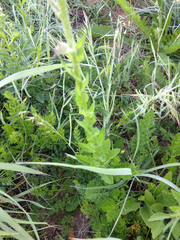 Verbascum blattaria
