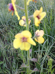 Verbascum blattaria
