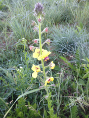 Verbascum blattaria