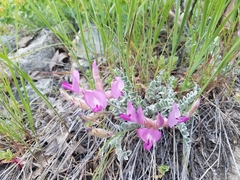 Astragalus utahensis
