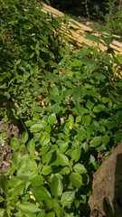 Parietaria officinalis