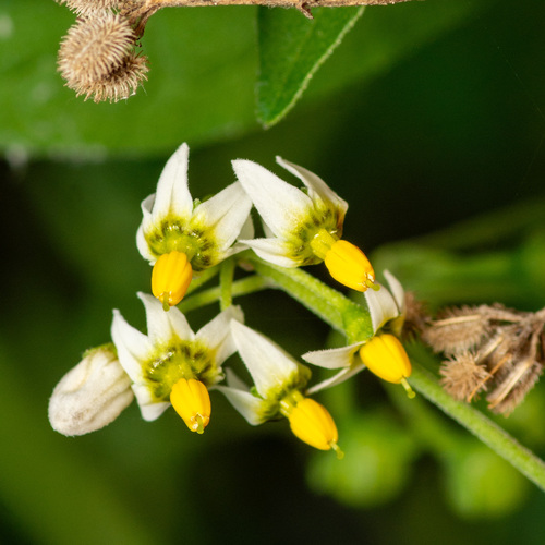 Solanum nigrescens