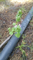 Lamium purpureum