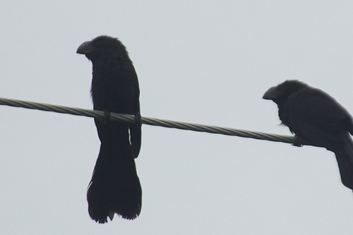 Smooth-billed Ani