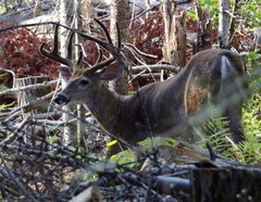 Odocoileus virginianus borealis