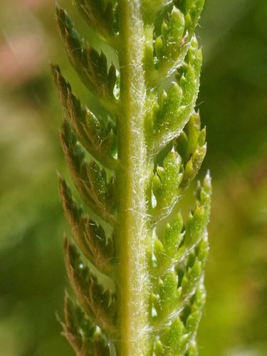 Achillea aspleniifolia, photograph 6