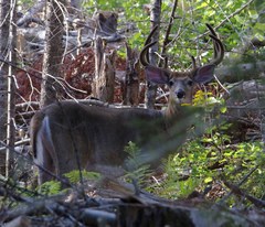 Odocoileus virginianus borealis