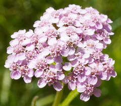 (c) Patrick Hacker, some rights reserved (CC BY) Achillea aspleniifolia, photograph (c) Patrick Hacker, some rights reserved (CC BY)