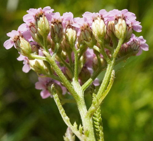 Achillea aspleniifolia, photograph 3