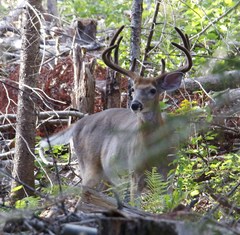 Odocoileus virginianus borealis