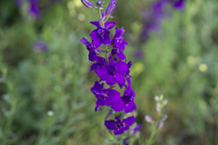 Consolida orientalis