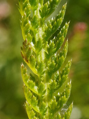 (c) Patrick Hacker, some rights reserved (CC BY) Achillea aspleniifolia, photograph (c) Patrick Hacker, some rights reserved (CC BY)