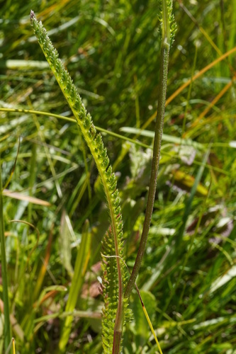 Achillea aspleniifolia, photograph 4