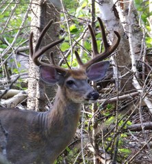 Odocoileus virginianus borealis