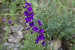 Consolida orientalis