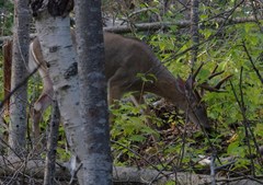 Odocoileus virginianus borealis