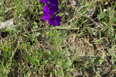 Consolida orientalis