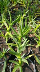 Aizoaceae