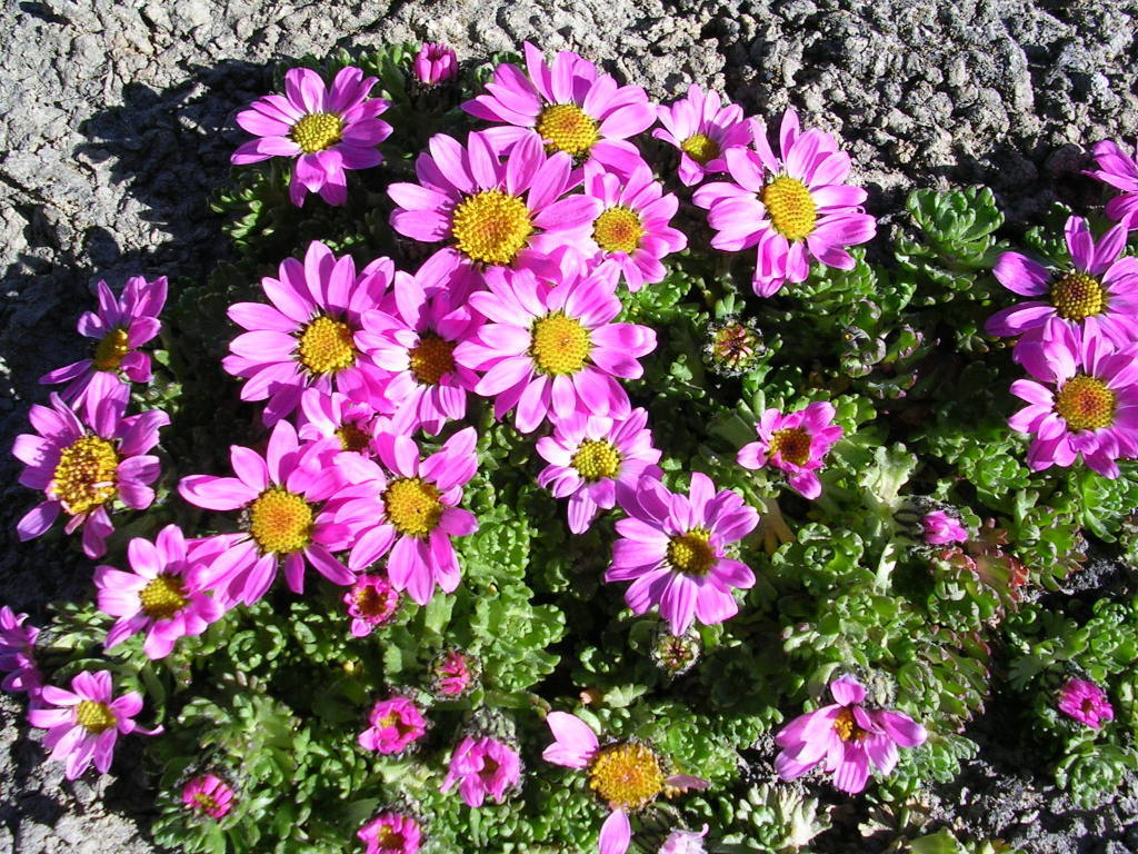 Smooth Ground Daisy