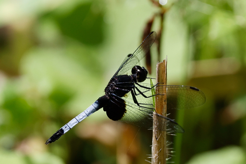 One-spotted Dragonlet