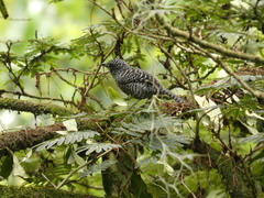 Thamnophilus multistriatus